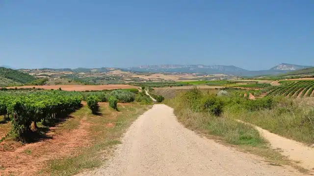 Camino Frances Rioja