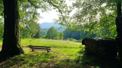Badischer Jakobsweg: 3 alternative Pilgerwegstrecken 3 badischer Jakobsweg Baum