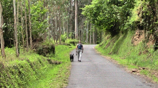 Camino Ingles alleine durch grüner Wald