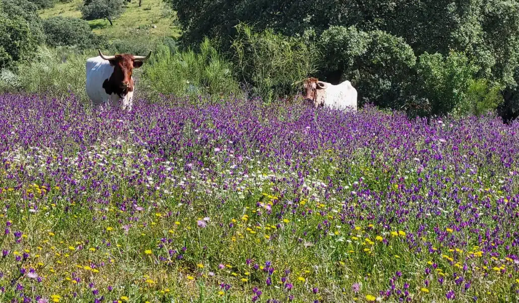 Harmonie auf der Via de la Plata