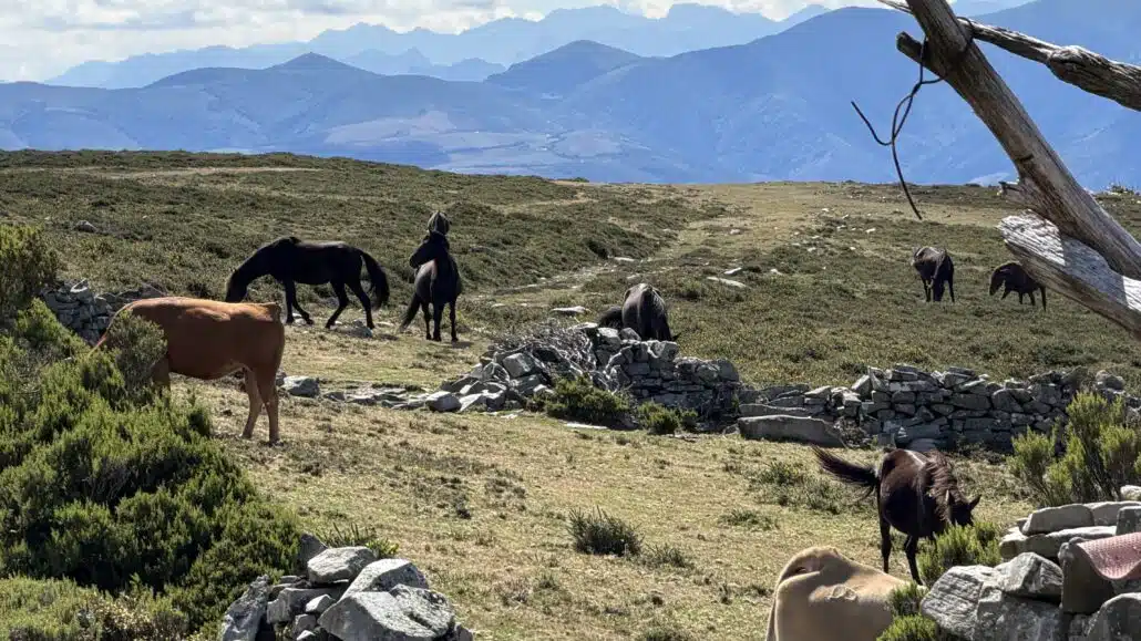 Camino Primitivo Erfahrungsbericht 2 Camino Primitivo Erfahrungsbericht Routa de los Hospitales