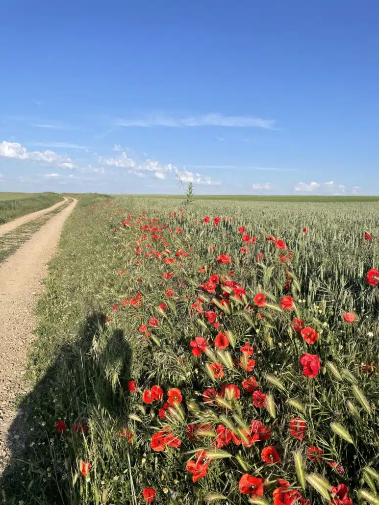 Beat Meseta